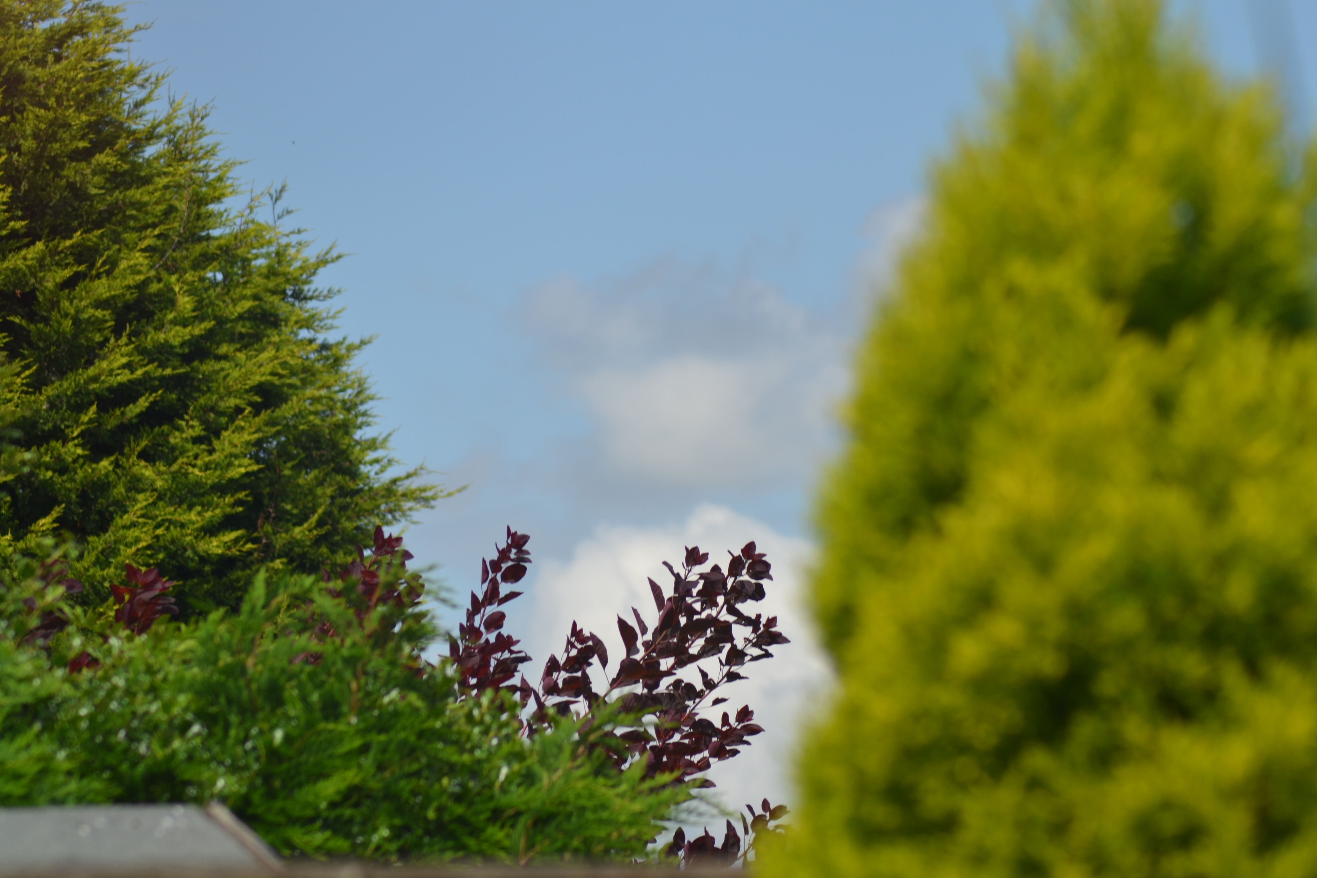 Different types of large trees, with the day sky in the background